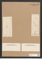 Diatomeae indet. Zeichnungen Sammlung Grunow Nr. 2474 (NHMW-BOT-W0369652)